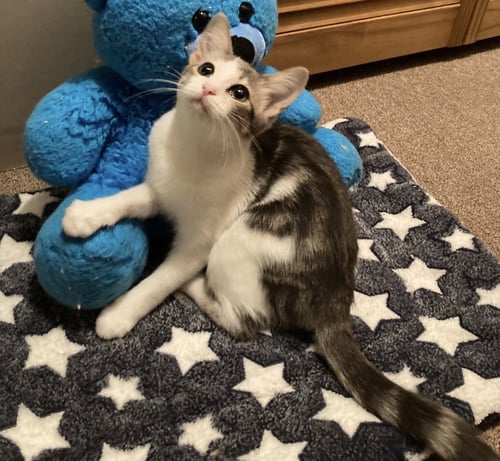 SILVER - Tabby available for adoption