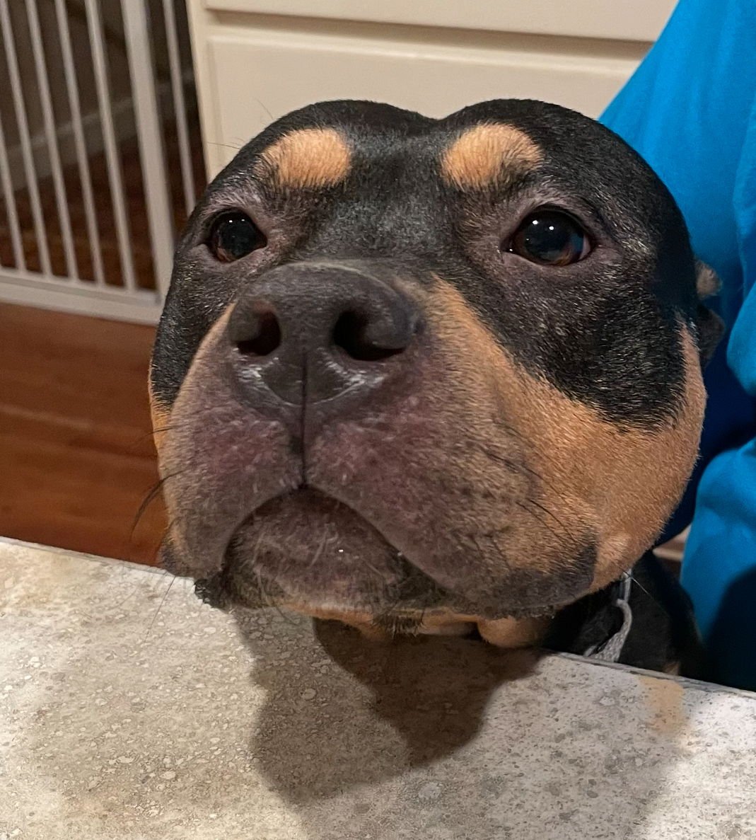 MAGS - American Staffordshire Terrier / Rottweiler for adoption in Cleveland