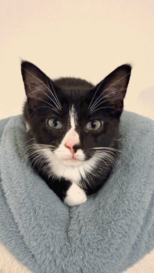 POGO - Domestic Short Hair / Tuxedo available for adoption