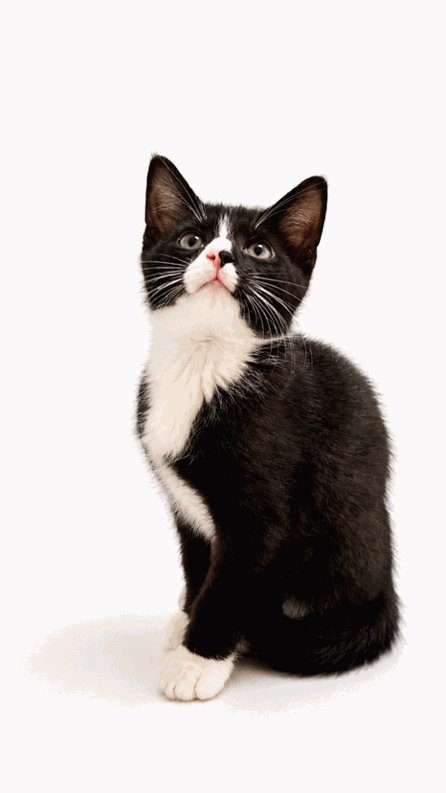 POGO - Domestic Short Hair / Tuxedo available for adoption