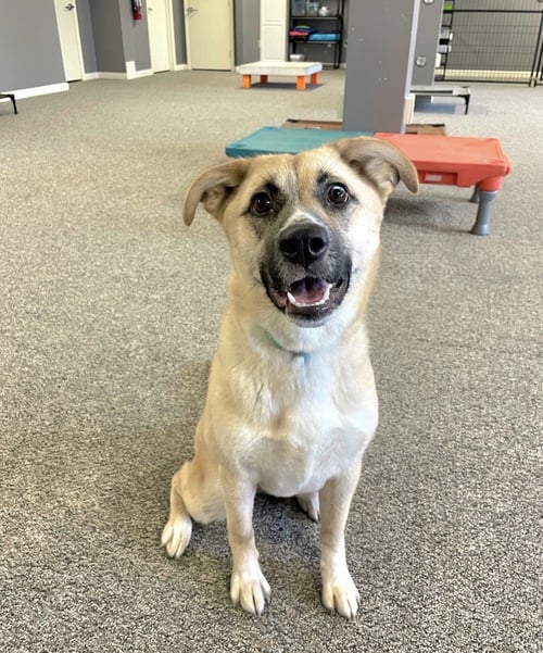 VELVEETA - German Shepherd Dog available for adoption