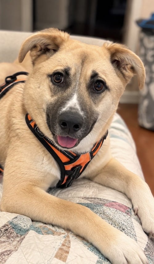 THE BIG CHEESE - German Shepherd Dog for adoption in Cleveland