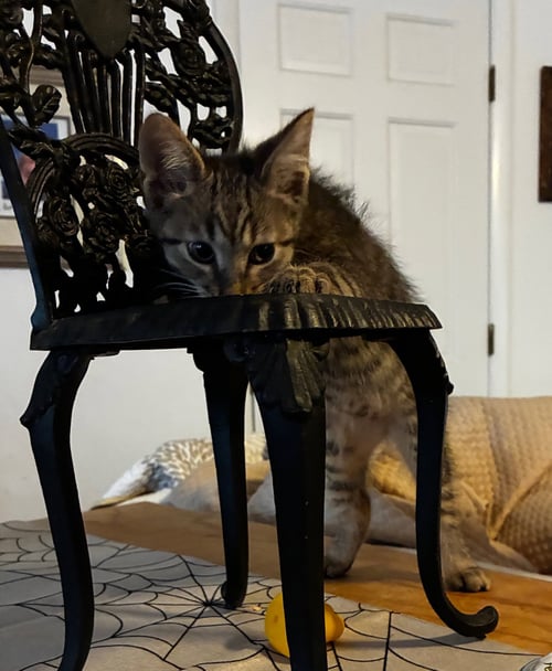 SNAP - Domestic Short Hair / Tabby available for adoption