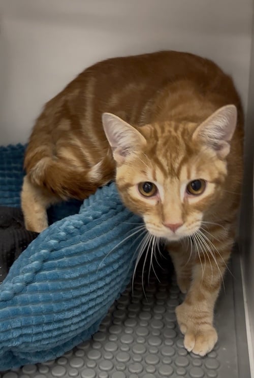 POOH - Tabby available for adoption