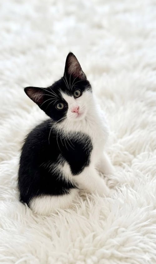 PENNY - Domestic Short Hair / Tuxedo available for adoption