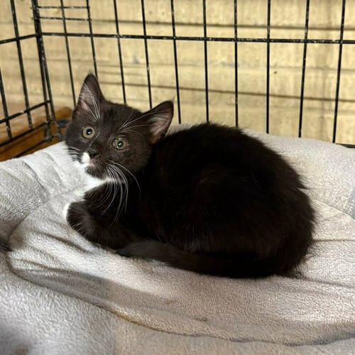 GLITCHY - Domestic Medium Hair available for adoption
