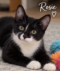 Rosie - Photo 1