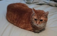 Hubert - Photo 4