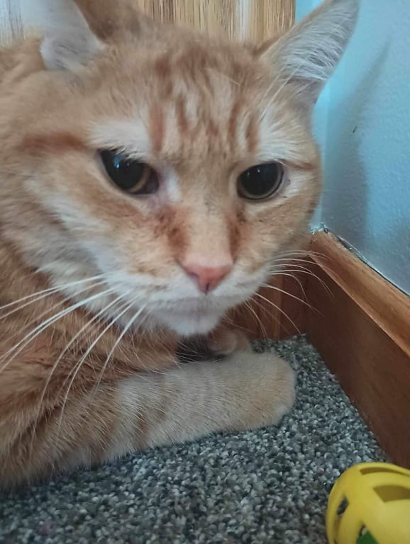 Hubert Image