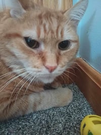 Hubert - Photo 1