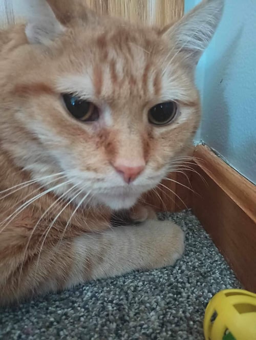 HUBERT - Domestic Short Hair available for adoption