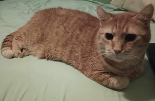 HUBERT - Domestic Short Hair available for adoption