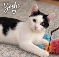 Yoshi - Photo 2