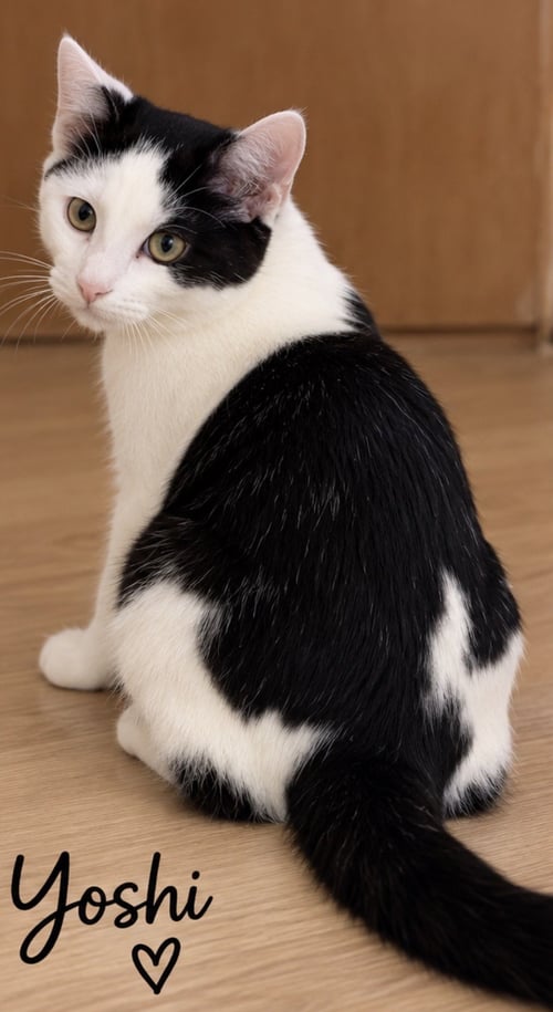 YOSHI - Domestic Short Hair available for adoption