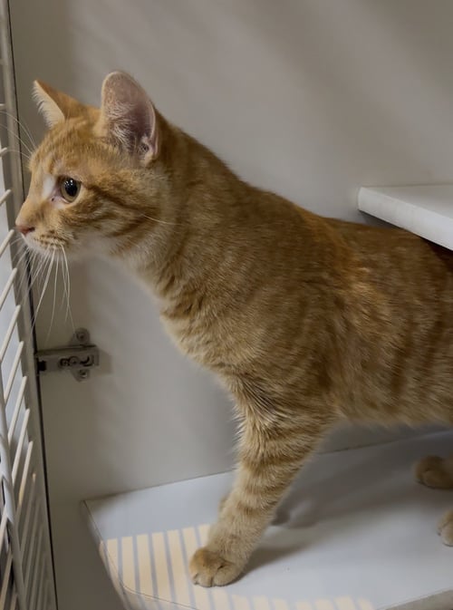 BAYLOR - Domestic Short Hair available for adoption