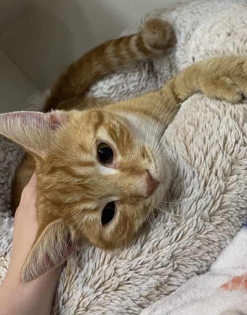 BAYLOR - Domestic Short Hair available for adoption