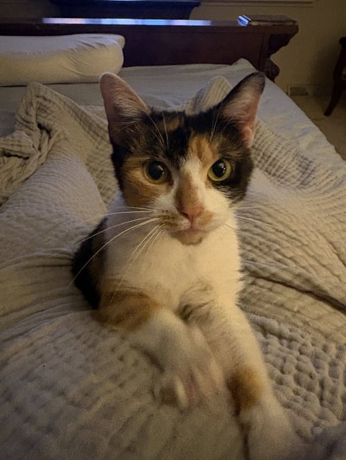 CORA - Calico available for adoption