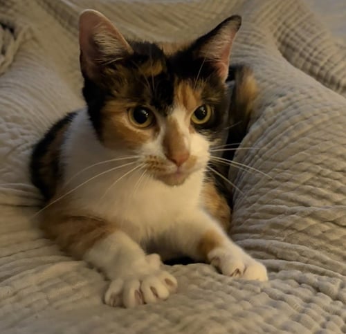 CORA - Calico available for adoption