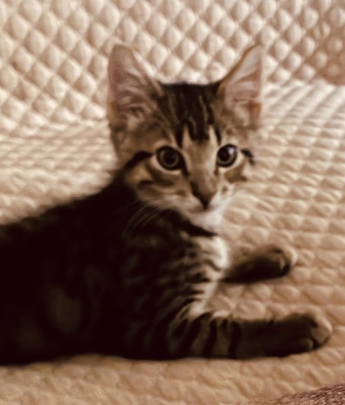 MORITZ - Domestic Medium Hair / Tabby available for adoption