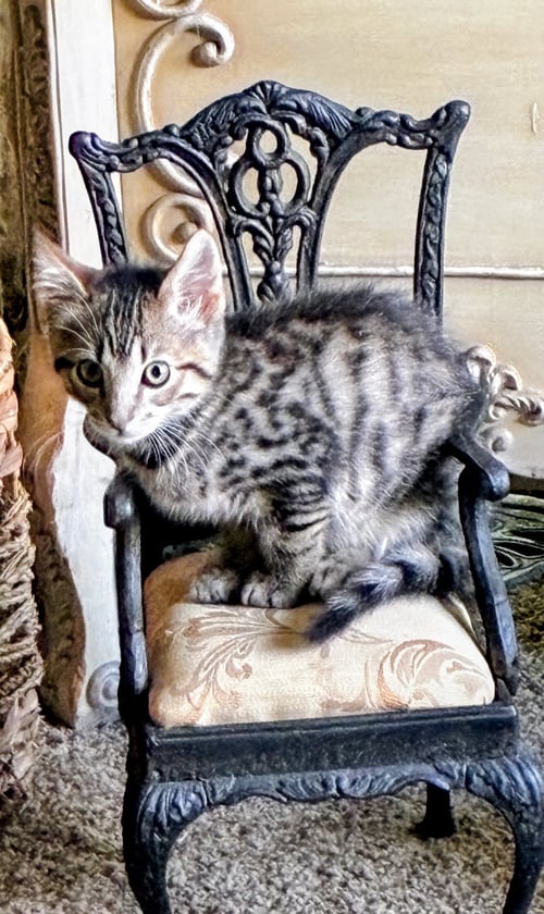 MORITZ - Domestic Medium Hair / Tabby available for adoption