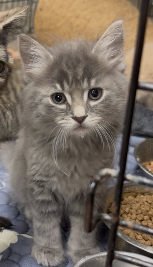 RIP - Domestic Long Hair available for adoption
