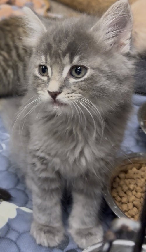 RIP - Domestic Long Hair available for adoption