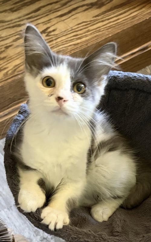 ARCHIE - Domestic Long Hair available for adoption