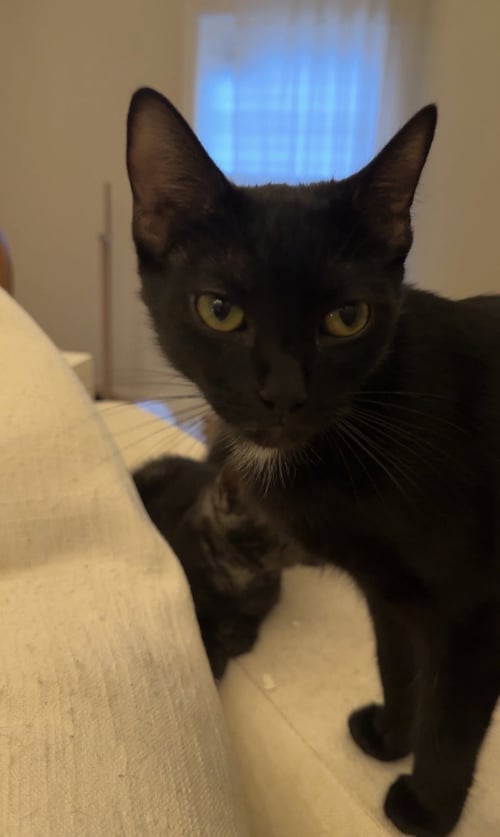 SARAFINA - Domestic Short Hair available for adoption