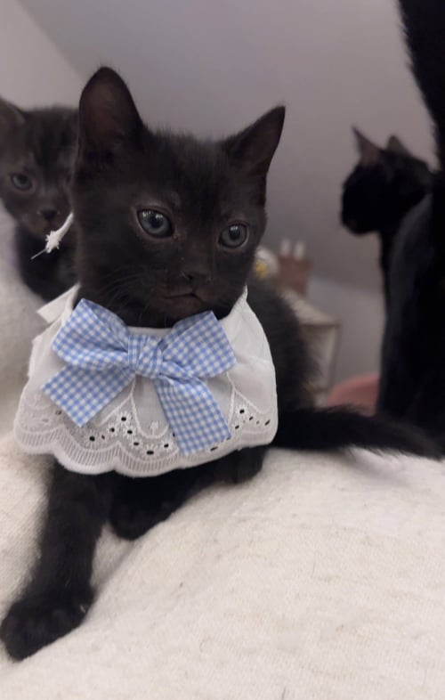 SOOT SPRITE - Domestic Short Hair available for adoption