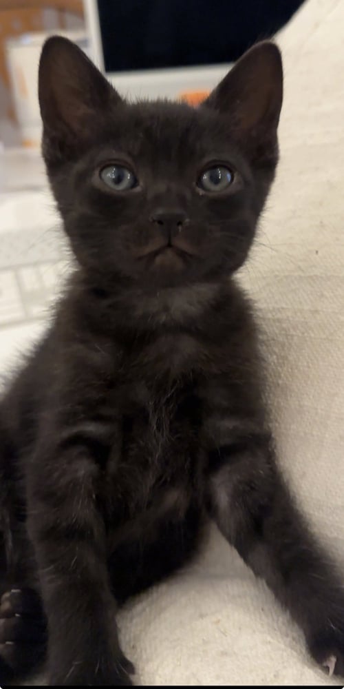 SOOT SPRITE - Domestic Short Hair available for adoption