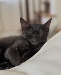 Soot Sprite - Photo 3