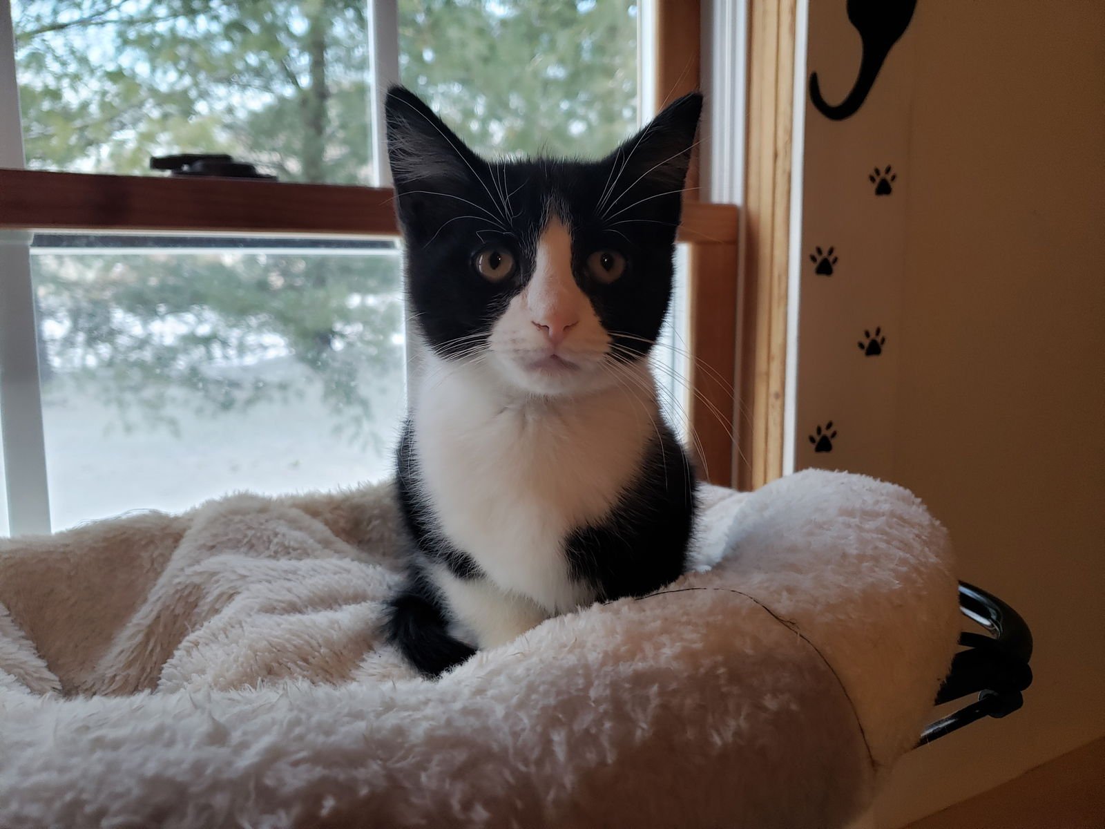 MCLOVIN - Domestic Medium Hair / Tuxedo available for adoption