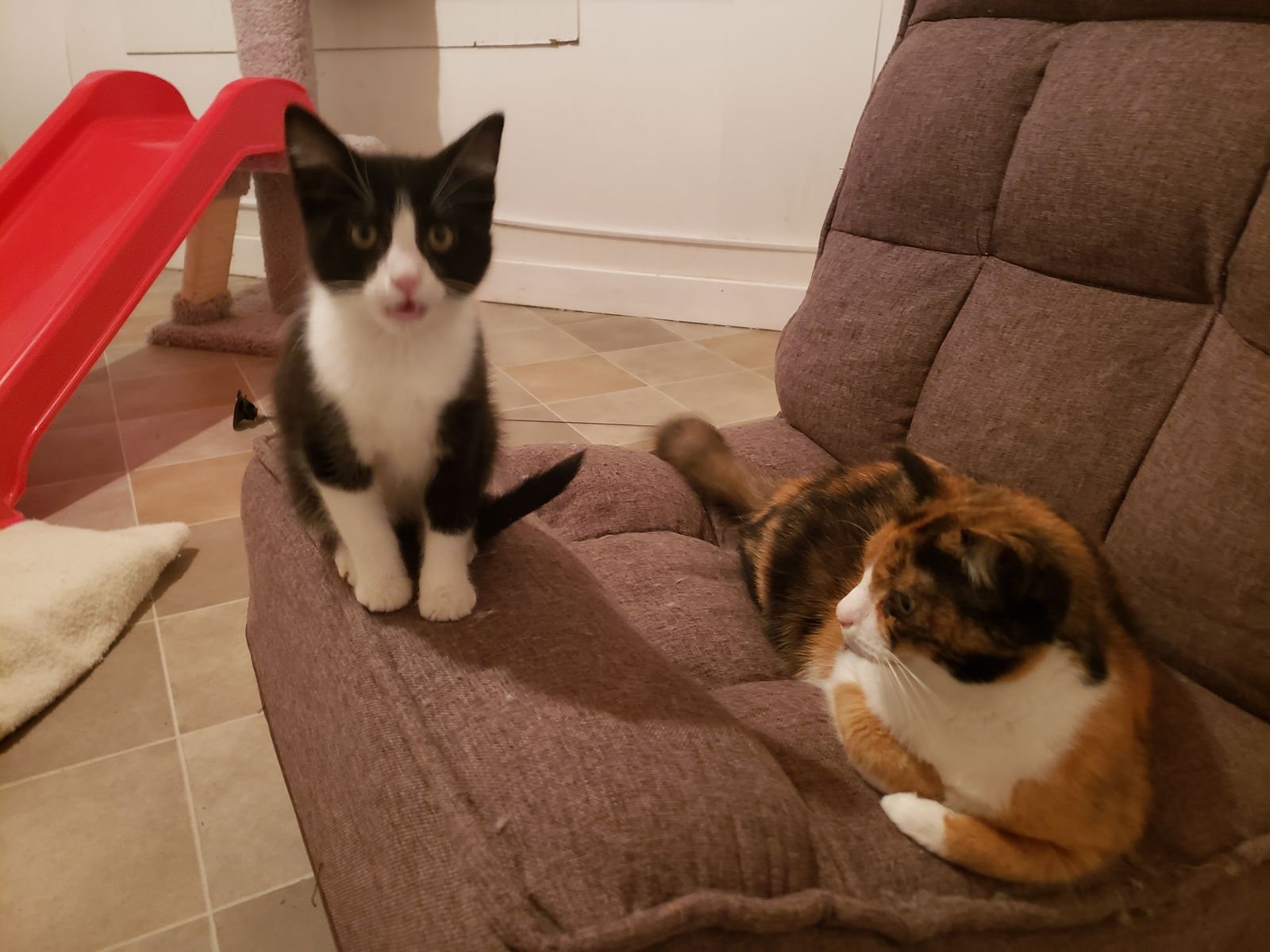 MCLOVIN - Domestic Medium Hair / Tuxedo available for adoption