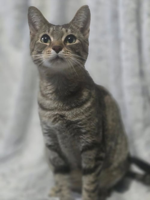 FIFI LARUE - Tabby available for adoption