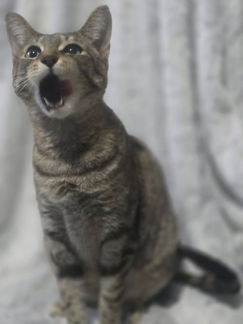 FIFI LARUE - Tabby available for adoption