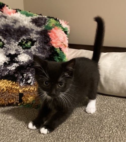 SCARLETT - Tuxedo available for adoption
