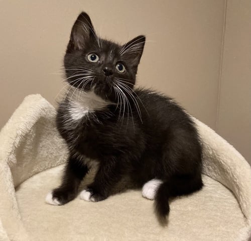 SCARLETT - Tuxedo available for adoption