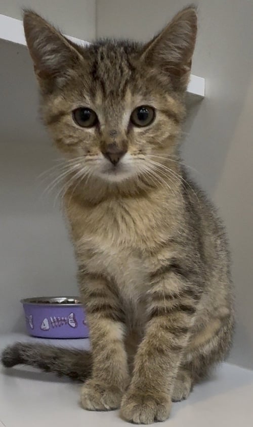 LUNA - Dilute Calico / Tiger available for adoption