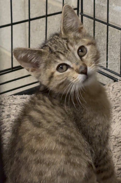 LUNA - Dilute Calico / Tiger available for adoption