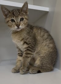 Luna - Photo 3