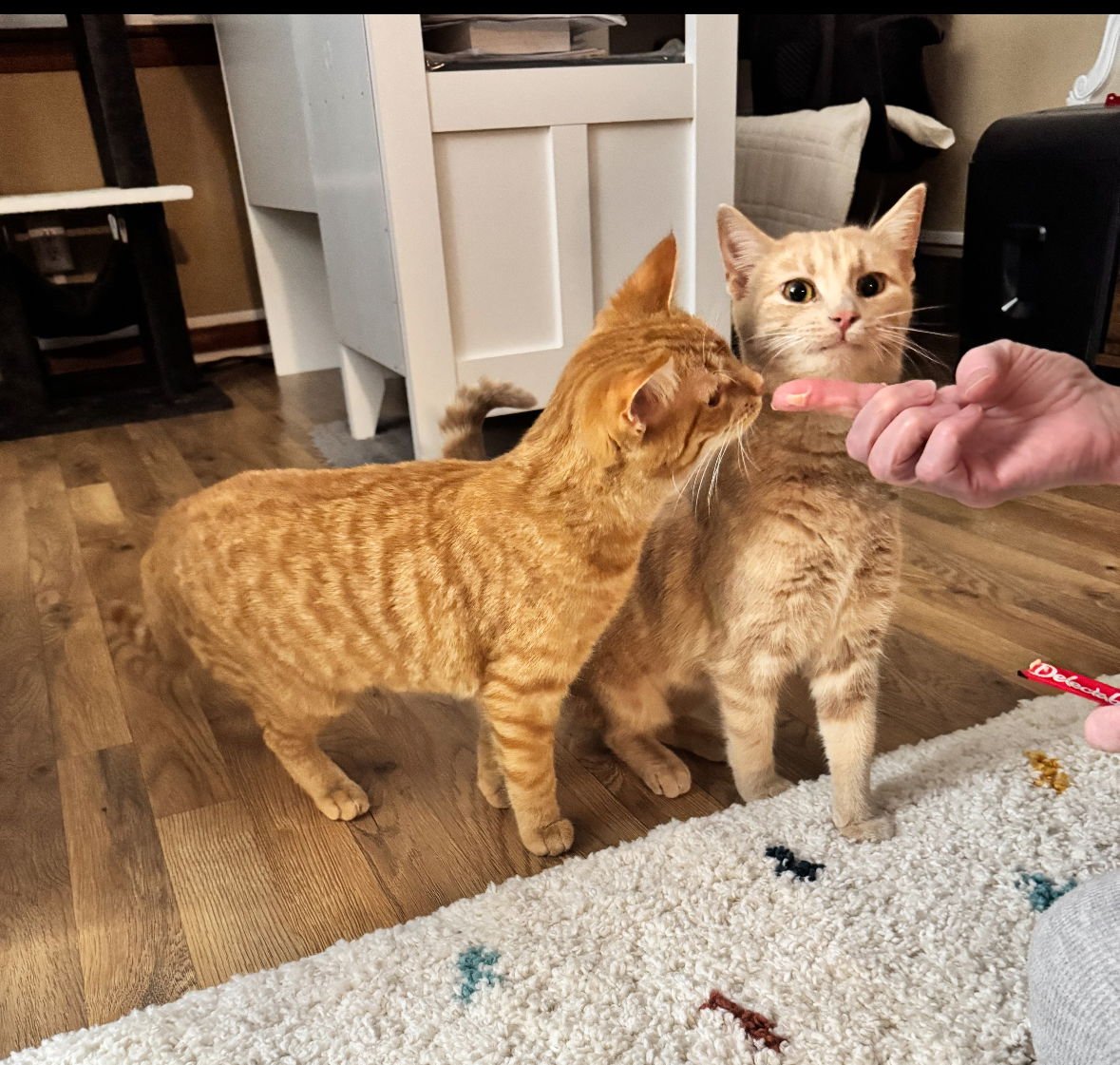 ANGEL - Domestic Short Hair available for adoption