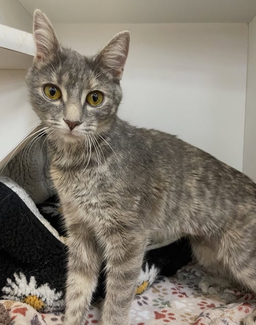 GRACE - Domestic Short Hair available for adoption