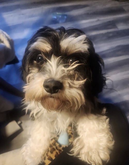 SAMMIE - Bichon Frise / Cavalier King Charles Spaniel available for adoption