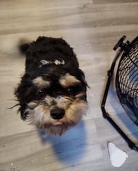 Sammie - Photo 2