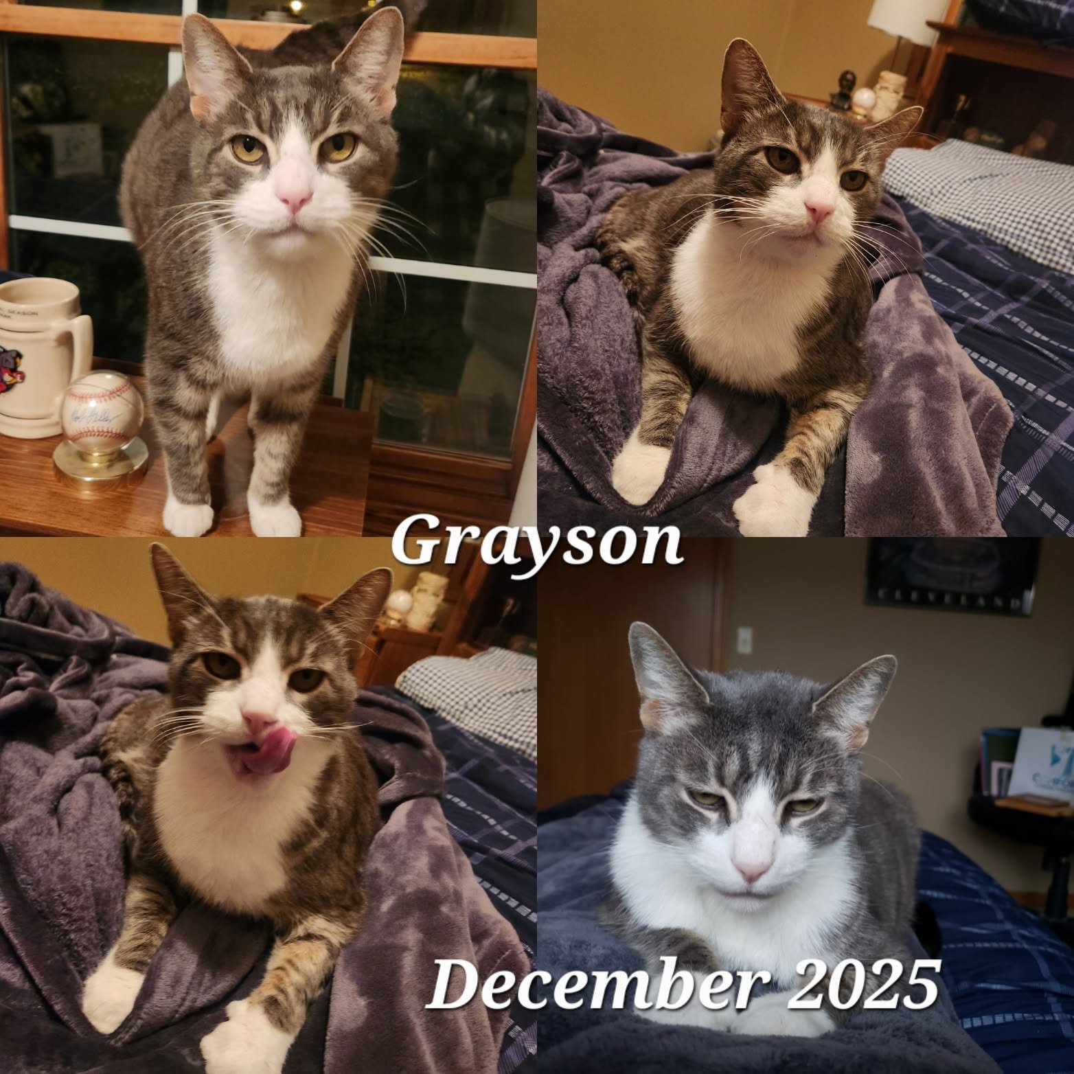 GRAYSON - Domestic Short Hair available for adoption