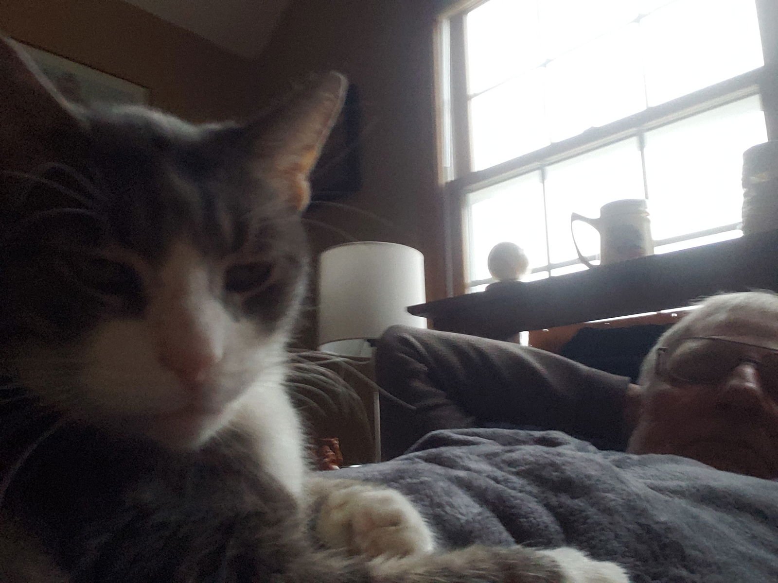 GRAYSON - Domestic Short Hair available for adoption