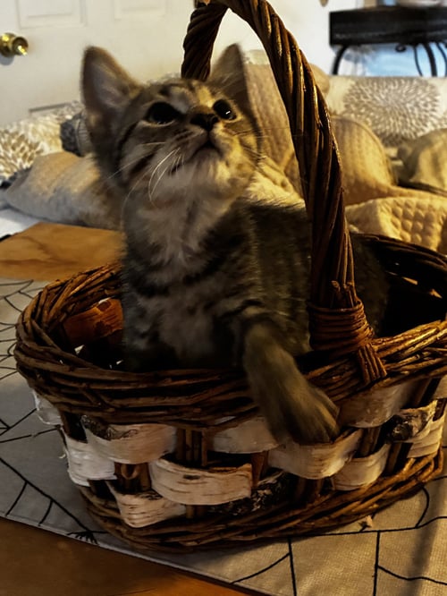 POP - Domestic Short Hair / Tabby available for adoption