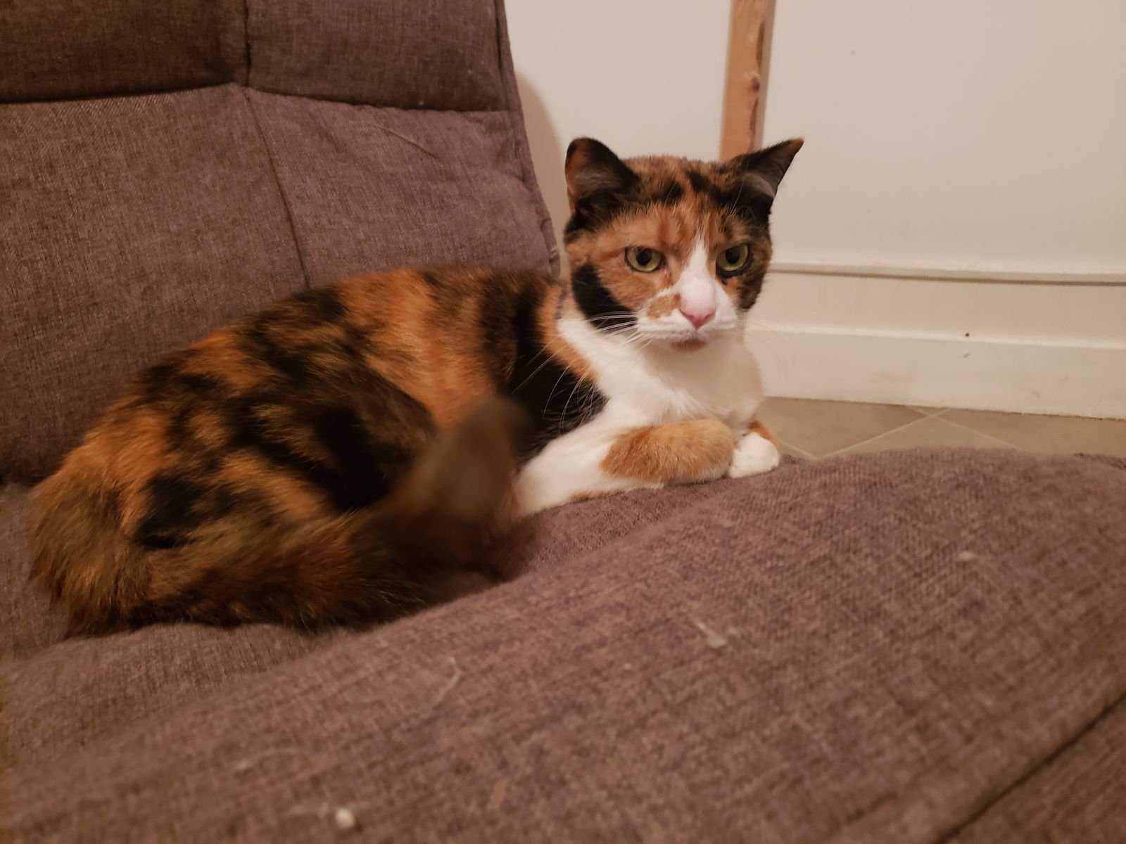 MESA - Domestic Short Hair / Calico available for adoption