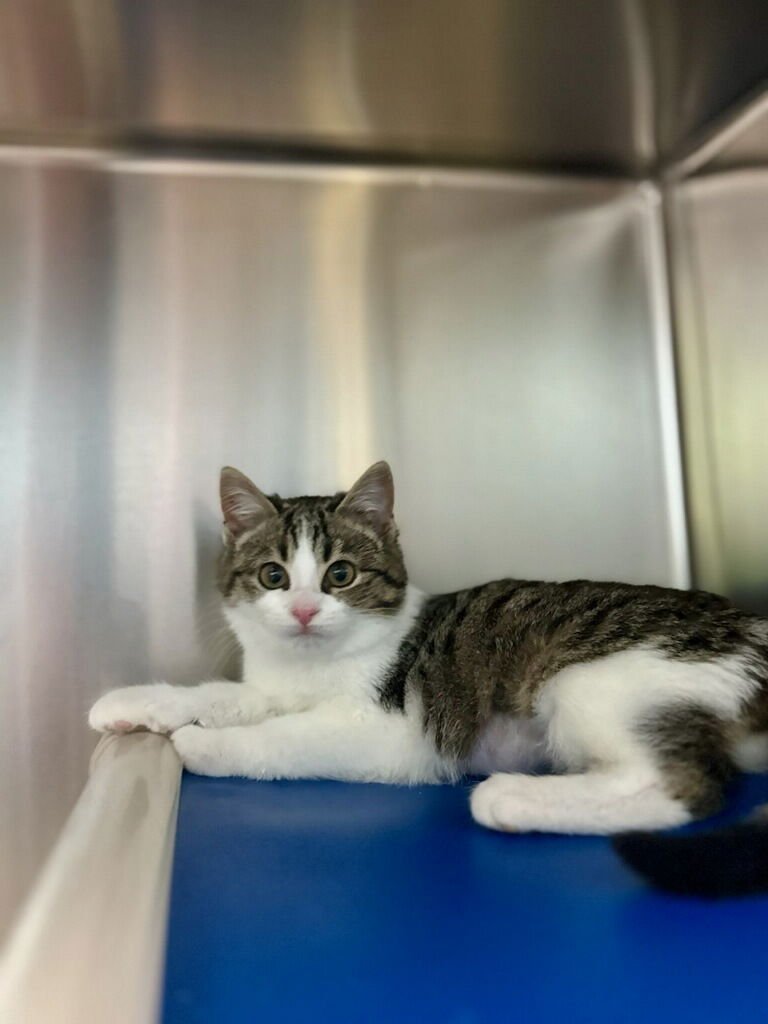 DIPSEY - Domestic Medium Hair available for adoption