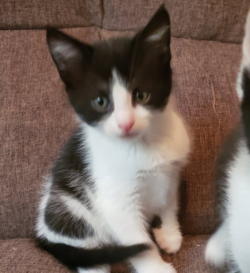 QUINN - Domestic Medium Hair available for adoption